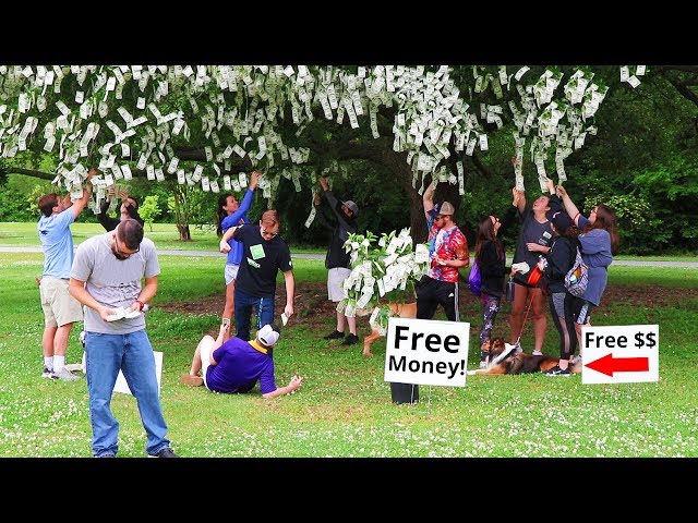 I Made Money Grow On Trees