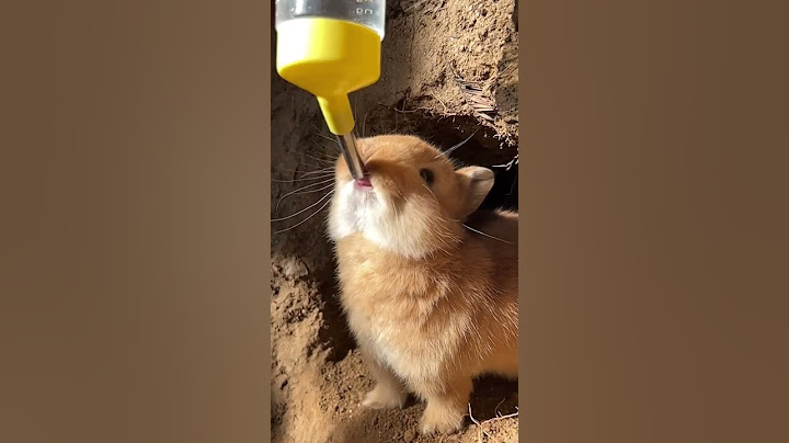 The little rabbit came out of the hole to drink water. Cute pet debut plan. Rabbit. Rural cute p
