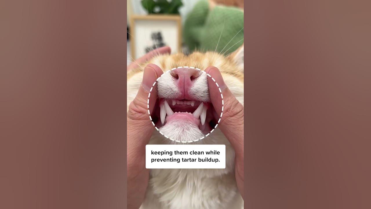 This Makes Cleaning Cat s Teeth Easy YouTube this-makes-cleaning-cat-s-teeth-easy-youtube