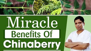 Miracle Benefits Of Chinaberry (बकायन) | Acharya Balkrishna