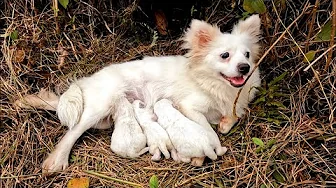 Heartwarming Rescue And Adoption of Abandoned Mama Dog and Her  Babies