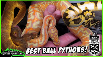BEST BALL PYTHONS AT SCHAUMBURG NARBC!