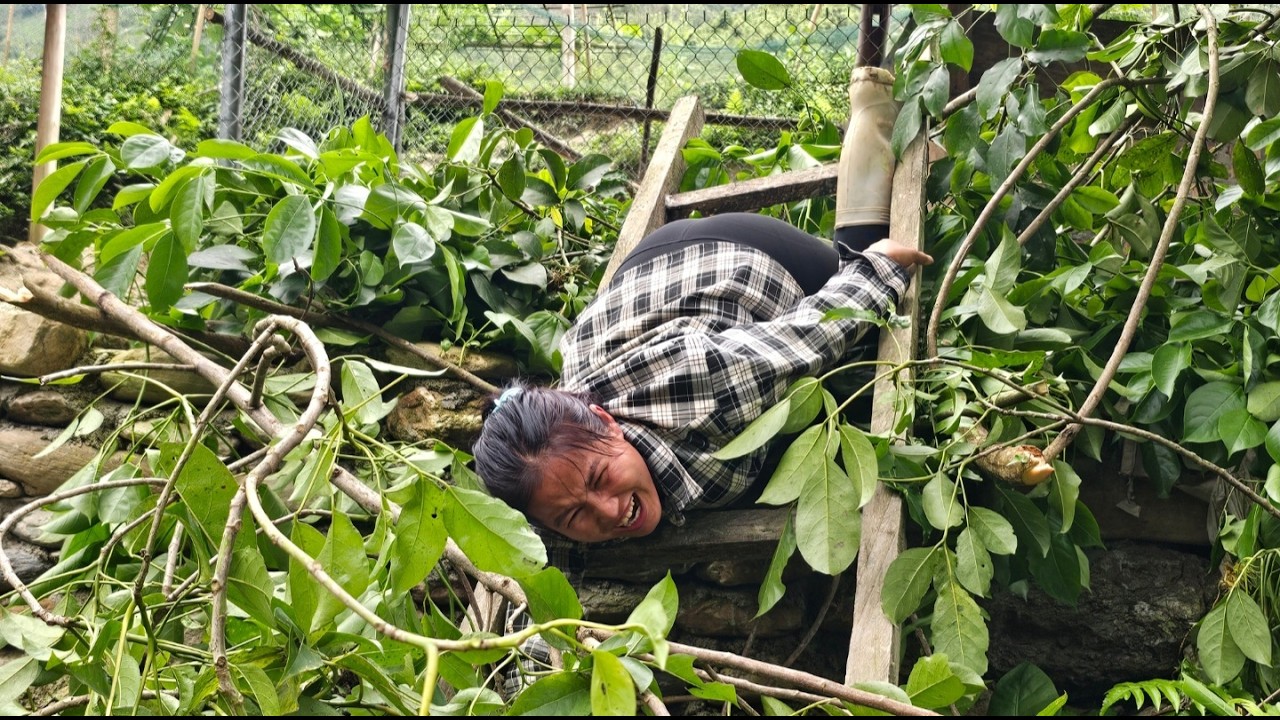Stormy rain and wind caused the tree to fall, causing damage to the single mother's property.