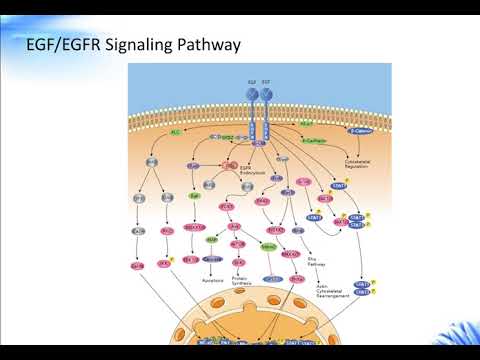 Video: Die E3-Ubiquitinligase NEDD4 Vermittelt Das Signal Der Zellmigration Von EGFR In Lungenkrebszellen