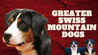 Greater Swiss Mountain Dogs  Jenna Starr from Dahlgren Swissys