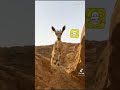 قلبي تفتفت من سهام رماحك