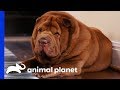 Family Needs To Step Up To Help Their Shar-Pei Get Active | My Big Fat Pet Makeover