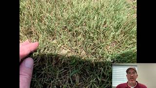 Bermuda Grass: Part 1, Identification