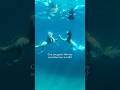 New Interview With Hannah Mermaid Coming Soon ЁЯзЬтАНтЩАя П тАЛтБа HannahFraserMermaid Mermaid Mermaids New Interview With Hannah Mermaid Coming Soon ЁЯзЬтАНтЩАя П тАЛтБа HannahFraserMermaid Mermaid Mermaids