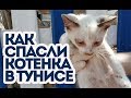 Гнойного котенка спасли в Тунисе. Русские спасли котенка.