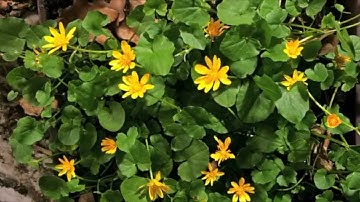 Video-ChatGPT An Intelligent Video Conversation Agent