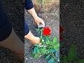 Proper Tomato Seedling Planting🌱🤯#shots