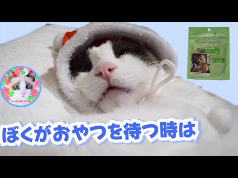 おやつ待ちがかわいすぎる猫がいます Cute cat waiting for a snack