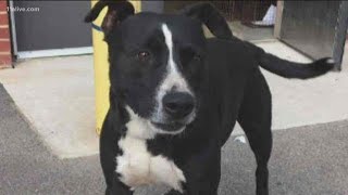 Clayton County animal shelter makes plea for help as it runs out of room