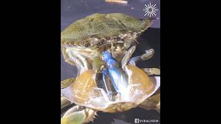 Crab molting from its shell