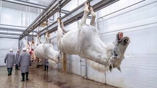 Premium Horse Leather Saddles – Step-by-Step Factory Production Revealed