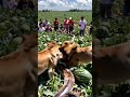 Python Vs Lions Watermelon Field Brawl mp3