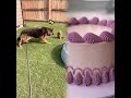 GeRmAn ShEpHeRd Core. #talkinganimals #animalvoiceover #germanshepherd #dogsoftiktok #core