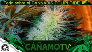 Everything you didn't know about polyploid cannabis