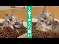 入念すぎる毛繕い【ショウガラゴのピザトルとサラミー】Pizzatoru the Bushbaby