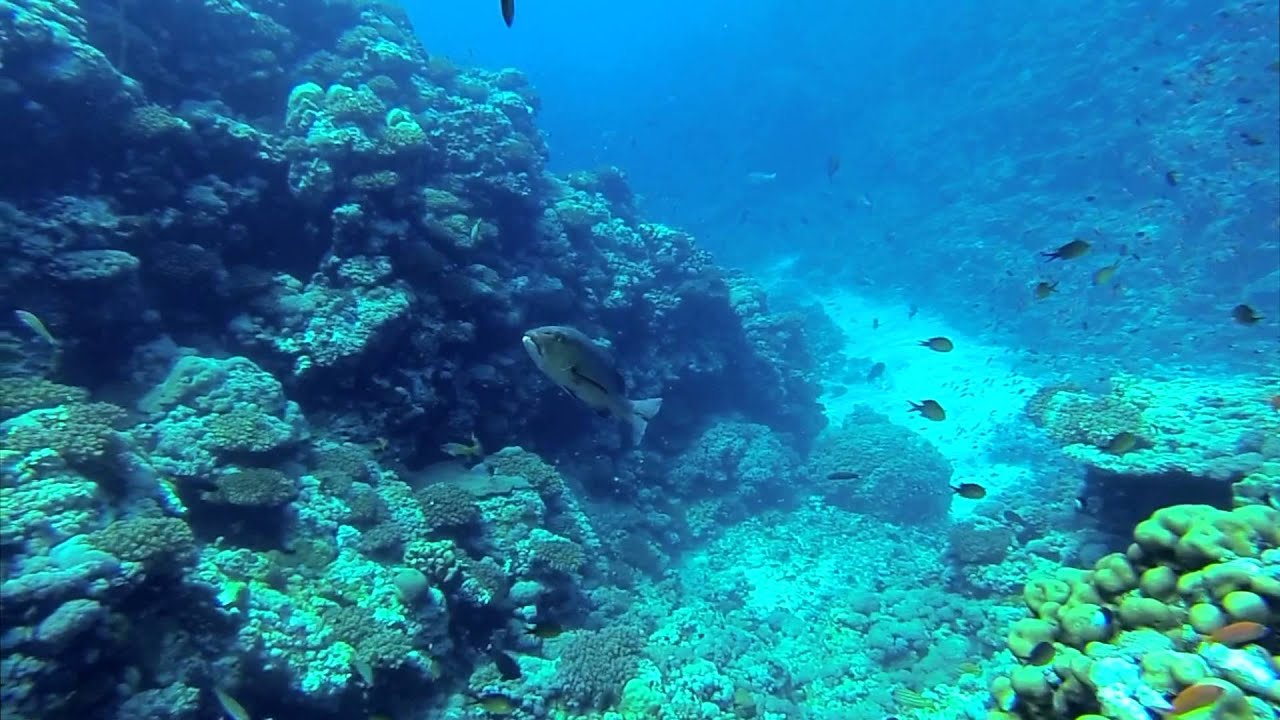 Qatar Diver Spearfishing in Jeddah