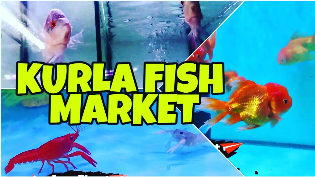 KURLA FISH MARKET BIGGEST FISH MARKET IN MUMBAI AQUA YouTube