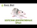Болезни декоративных крыс 🐀// Сеть Ветклиник Био-Вет