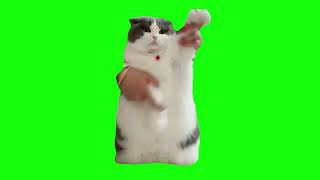 Cat Dancing To No Audio - Green Screen
