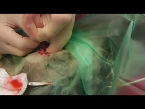 Video: Spay Nws Rau Pem Hauv Ntej: Ovariectomy Vs. Ovariohysterectomy Hauv Cov Tshuaj Veterinary