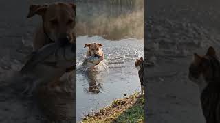 DOG CATCHES A BIG FISH #dog #cat #fish #pond