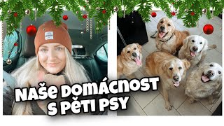 🐶✨JAK TO U NÁS VYPADÁ S PĚTI PSY? 🎄| VLOGMAS #10🎁✨