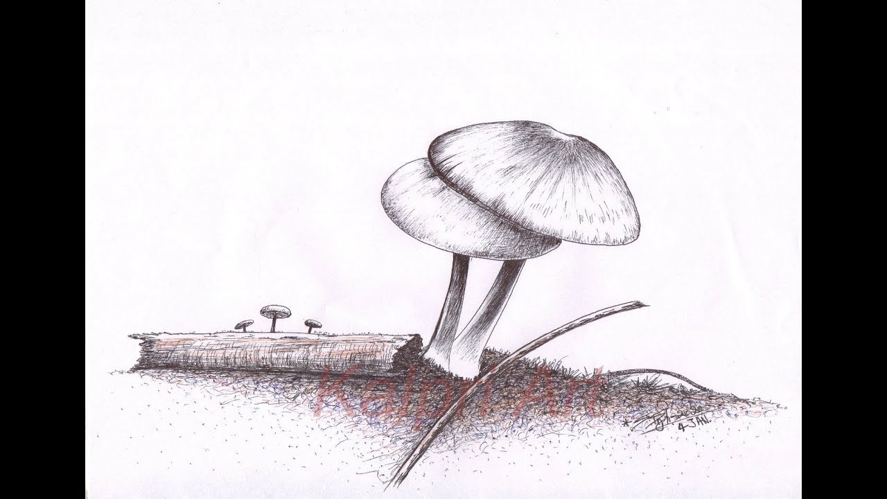 Mushroom drawing | How to draw a Mushroom - YouTube