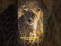 Here are crazy facts about CHEETAHS!