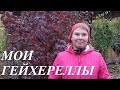 Мои гейхереллы осенью. Куда лучше сажать новые гейхереллы?