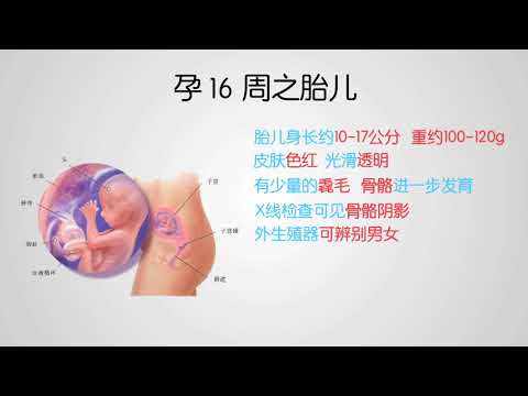 03你从哪里来——从妊娠到分娩——第三节 胚胎及胎儿发育特征