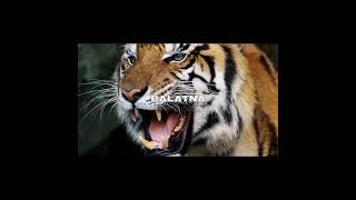 खेल ❌tiger🦁 attitude shayari/animal short video/lion whatshapp status❤️ #shorts #tigerking #tiger