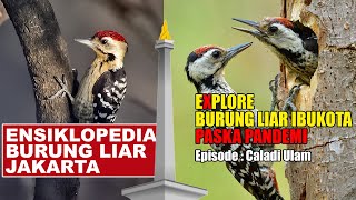 Download Lagu POPULASI KEMBALI MELIMPAH..KEBAYANG EMAS DI PUNCAK MONAS DI SERANG BURUNG-BURUNG PELATUK INI Download Lagu POPULASI KEMBALI MELIMPAH..KEBAYANG EMAS DI PUNCAK MONAS DI SERANG BURUNG-BURUNG PELATUK INI