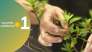 29 - Astuce Jardinage La Bouture Dazalée