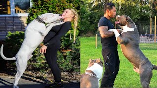 Pitbulls Gigantes   Valentões Americanos! Melhor Compilação De Vídeo Sobre Bully Pitbull # 05   2020