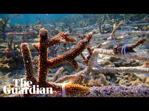 Previously unheard fish sounds from restored coral reef: &#039;Whoops, purrs and grunts&#039;