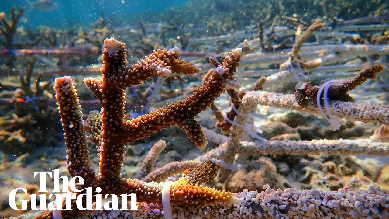 Mercan Refislerindeki Canlı ve Balıkların Kaydedilen Sesleri