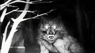 Download Lagu WEREWOLF ATTACK CAPTURED DURING SUPERMOON MP3