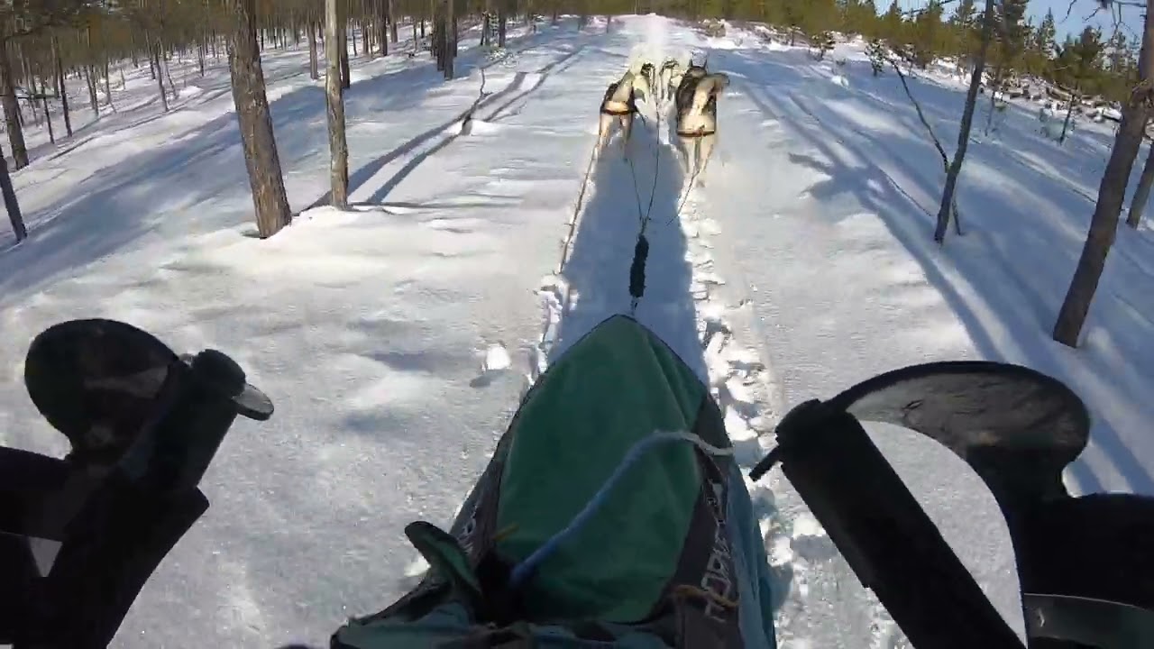 Hundeschlittenfahrt in Lillhärdal, Jämtland, Schweden