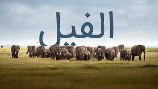 قرآن کریم - سوره فیل با ترجمه فارسی گویا با صدای سعد الغامدی