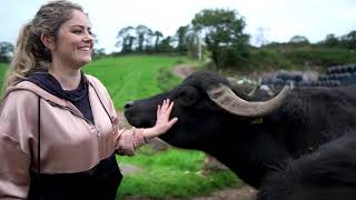 Cholesterolow meets Macroom Buffalo Farm