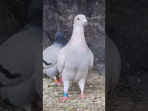 the bird is in his peak condition 📈 hope for the best #pigeon #racin #realpigeons