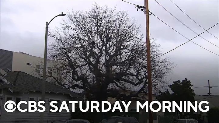 Los Angeles oak tree carries legacy of forgotten 1...