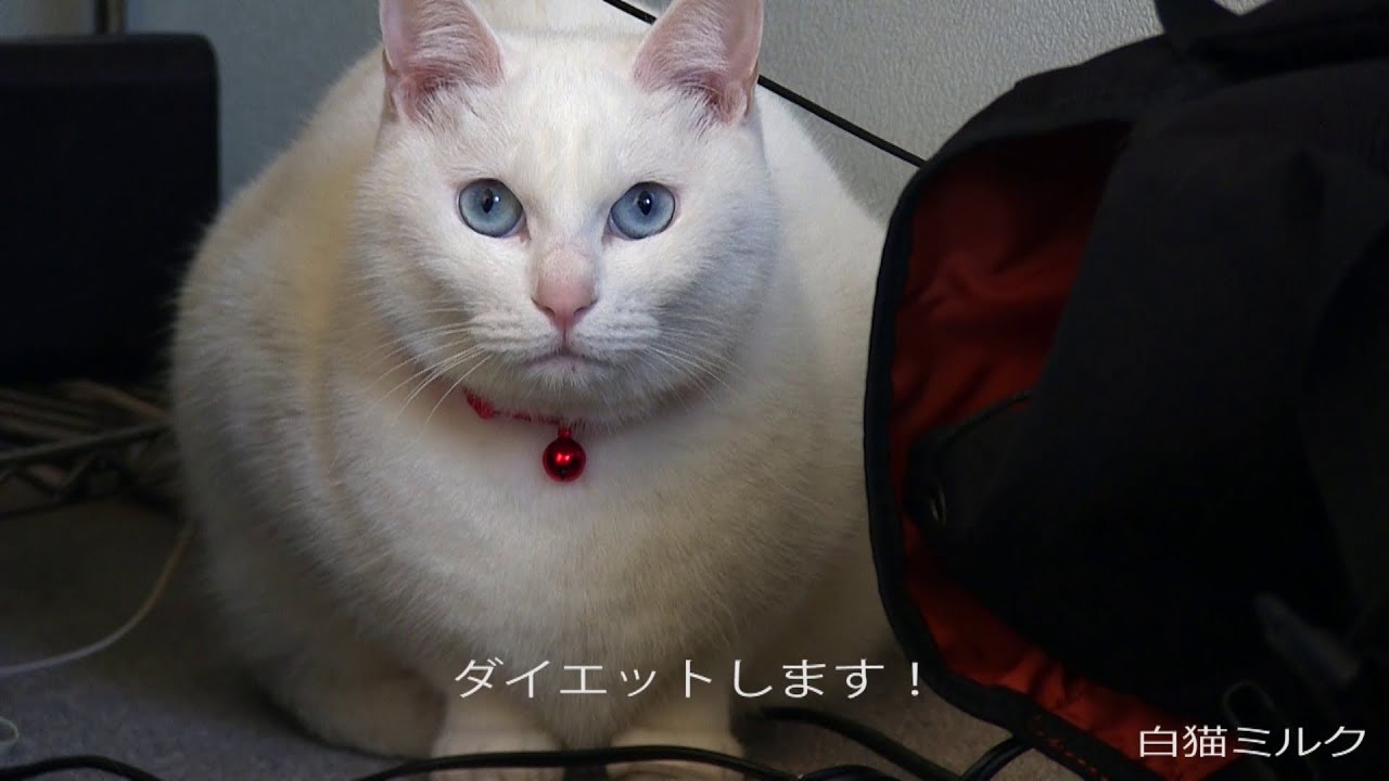 White Fat Cat デブまっしぐら 白猫改めデブ猫ミルク 毛布でモミモミがかわいい Automatic Feeder Lusmo Youtube