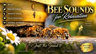 Libra Relaxing Bee Sounds 🐝 | Peaceful Nature Ambience for Sleep & Relaxation screenshot 5