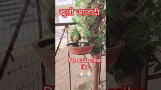 funnyparrot #freedom fighter #parrot #talkingparot #petshorts #मिट्ठू #mitthu #mitthushorts #tota